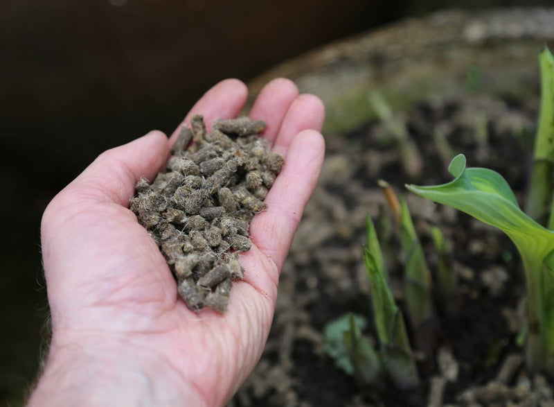 Slug Gone Wool Pellets 10LTR